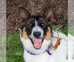Small #10 Border Collie Mix