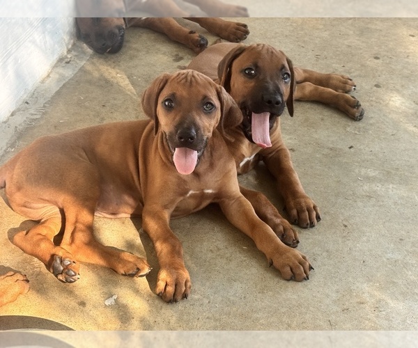 Medium Photo #30 Rhodesian Ridgeback Puppy For Sale in MADISON, GA, USA