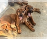 Small #29 Rhodesian Ridgeback