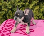Small Photo #5 French Bulldog Puppy For Sale in GOSHEN, IN, USA