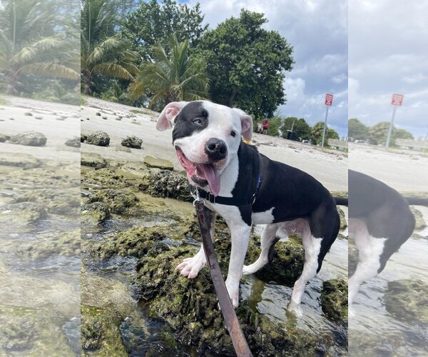 Medium Photo #3 American Bulldog Puppy For Sale in Pompano Beach , FL, USA