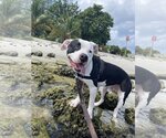 Small Photo #3 American Bulldog Puppy For Sale in Pompano Beach , FL, USA