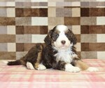 Small #1 Bernedoodle (Miniature)