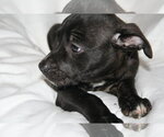 Small #4 American Staffordshire Terrier Mix