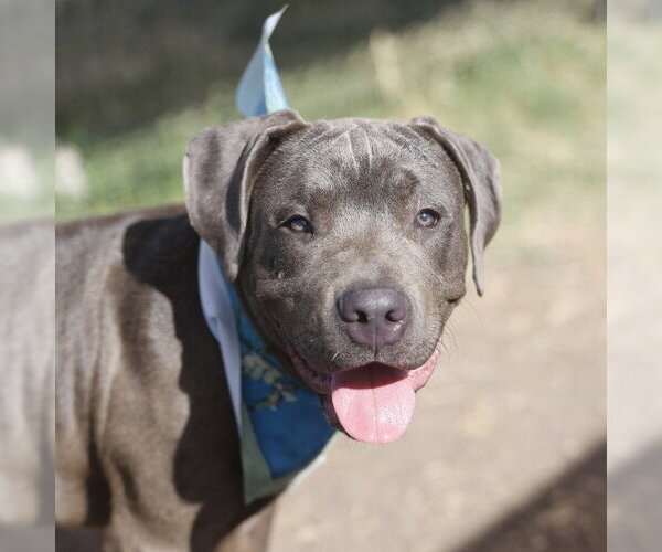 Medium Photo #1 American Staffordshire Terrier-Unknown Mix Puppy For Sale in San Antonio, TX, USA
