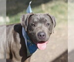 Small American Staffordshire Terrier Mix