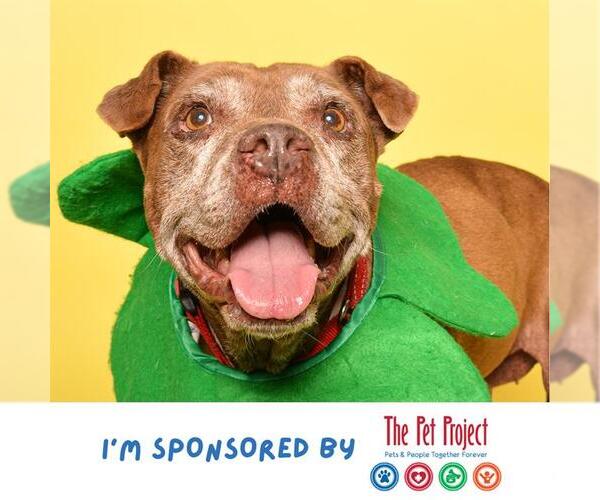 Medium Photo #4 American Staffordshire Terrier Puppy For Sale in Fort Lauderdale, FL, USA