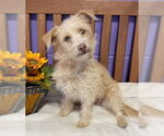 Small #1 Cairn Terrier Mix