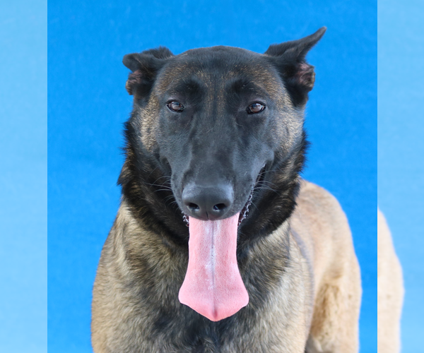 Medium Photo #1 Mutt Puppy For Sale in Pasadena, CA, USA