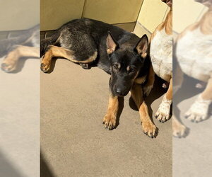 German Shepherd Dog Dogs for adoption in Riverside, CA, USA