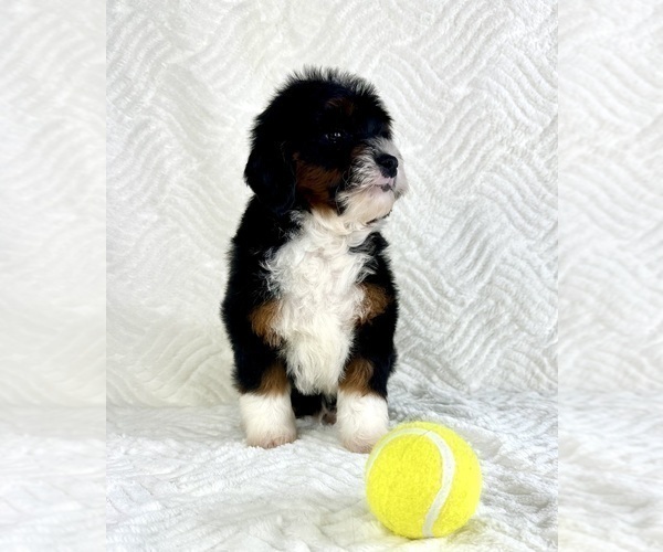 Medium Photo #3 Cock-A-Poo Puppy For Sale in GREENFIELD, IN, USA
