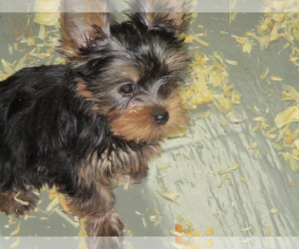 Medium Photo #2 Yorkshire Terrier Puppy For Sale in CARROLLTON, GA, USA