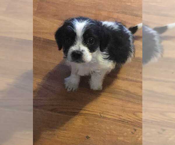 Medium Photo #3 Mutt Puppy For Sale in Aurora, IN, USA