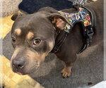 Small #2 Bulldog Mix