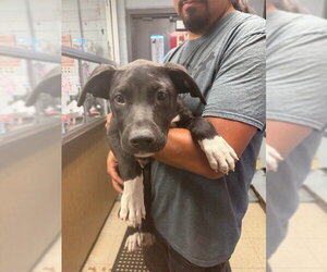 Labrador Retriever-Unknown Mix Dogs for adoption in Stockton, CA, USA