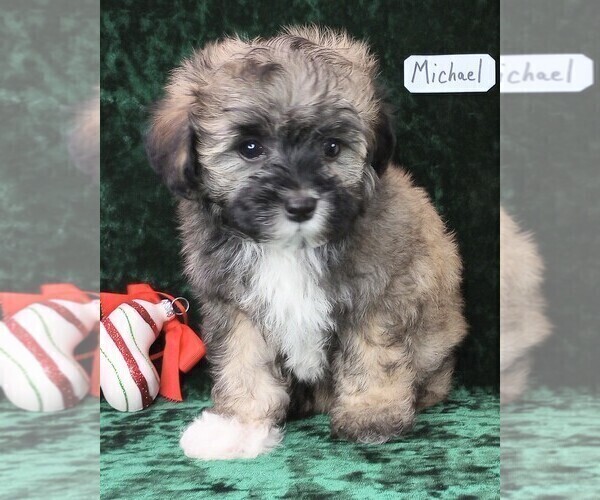 Medium Photo #9 Maltipoo Puppy For Sale in MOMEYER, NC, USA