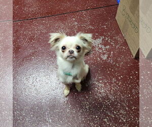 Pekingese-Unknown Mix Dogs for adoption in Fargo, ND, USA