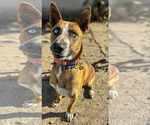 Small German Shepherd Dog Mix