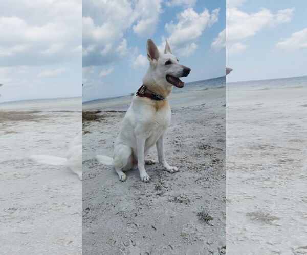 Medium Photo #1 German Shepherd Dog Puppy For Sale in Tampa, FL, USA