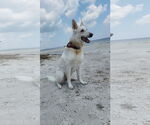 Small German Shepherd Dog