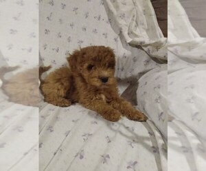 Goldendoodle-Poodle (Miniature) Mix Puppy for sale in CURTISS, WI, USA