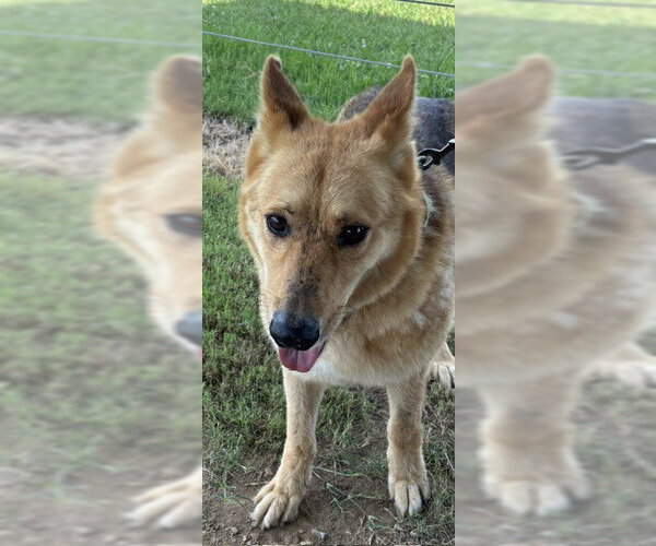 Medium Photo #2 German Shepherd Dog Puppy For Sale in Southbury, CT, USA