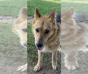 Rock - Male German Shepherd Dog Dog for Adoption - Photo #2
