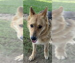Small Photo #2 German Shepherd Dog Puppy For Sale in Southbury, CT, USA