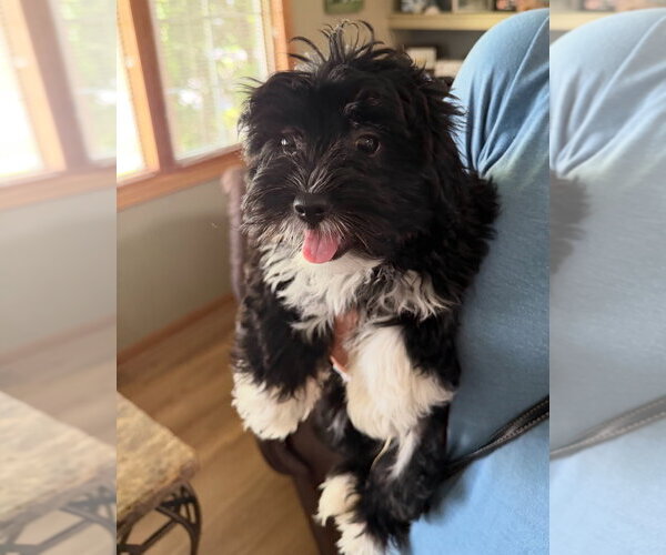 Medium Photo #1 Mutt Puppy For Sale in Grafton, WI, USA