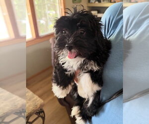 Mutt Dogs for adoption in Grafton, WI, USA