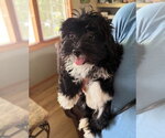 Small Mutt
