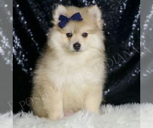 Pomeranian Puppy for sale in WARSAW, IN, USA