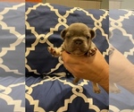 Small Photo #2 French Bulldog Puppy For Sale in ORANGE, CA, USA