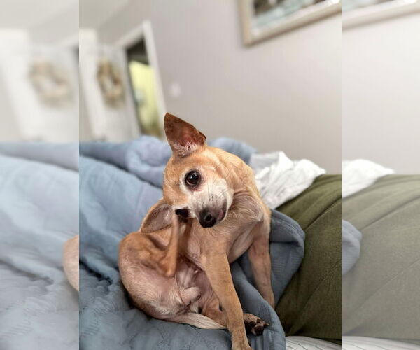 Medium Photo #2 Chihuahua-Unknown Mix Puppy For Sale in Gulfport, MI, USA