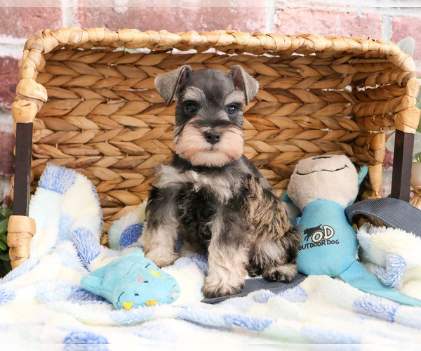 Medium Photo #10 Schnauzer (Miniature) Puppy For Sale in SYRACUSE, IN, USA
