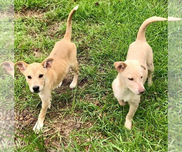 Medium Photo #2 Labrador Retriever-Unknown Mix Puppy For Sale in Canton, CT, USA
