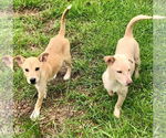 Small #1 Labrador Retriever Mix