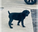 Small #3 German Shorthaired Pointer-Valley Bulldog Mix