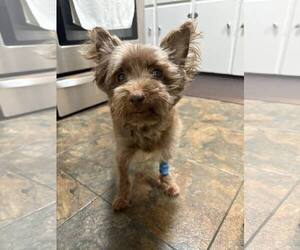 Mutt Dogs for adoption in Holland, MI, USA