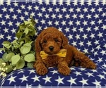 Small Photo #5 Goldendoodle (Miniature) Puppy For Sale in CHRISTIANA, PA, USA