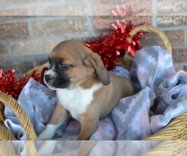 Medium Photo #23 Jug Puppy For Sale in GREENWOOD, WI, USA