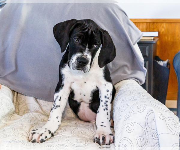 Medium Photo #24 Great Dane Puppy For Sale in WAKARUSA, IN, USA
