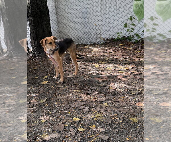 Medium Photo #4 Mutt Puppy For Sale in Elmsford, NY, USA