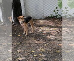 Small #3 Mutt