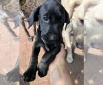 Puppy Oreo German Shorthaired Lab