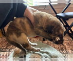 Small #5 Australian Shepherd-Plott Hound Mix