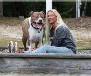 FERGAL aka RAMBO - Male Mutt Dog for Adoption - Photo #32