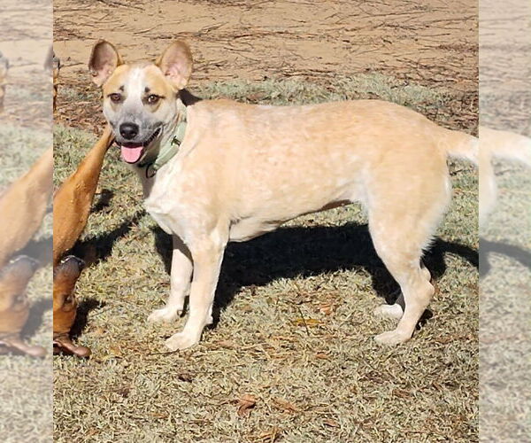 Medium Photo #2 Catahoula Leopard Dog-Unknown Mix Puppy For Sale in Boston, MA, USA