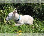 Small #1 German Shepherd Dog