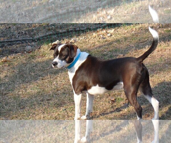 Medium Photo #2 Boglen Terrier Puppy For Sale in Pittstown, NJ, USA